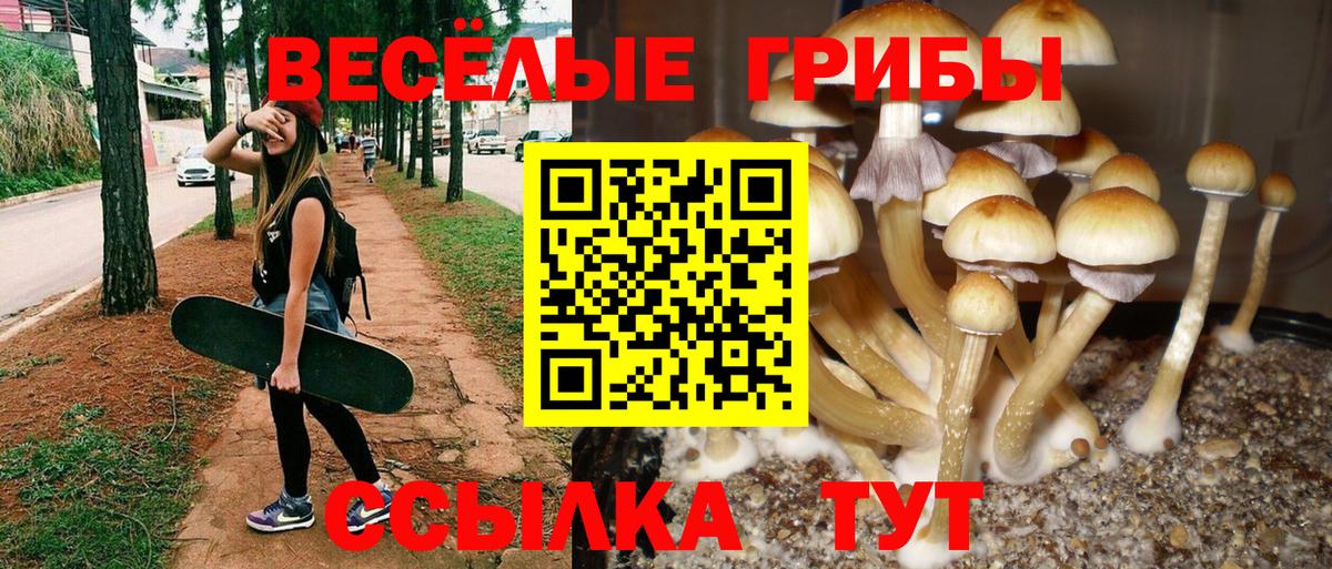 Избербаш  Псилоцибиновые грибы прущие грибы  Псилоцибиновые грибы Psilocybine cubensis  Вход с VPN 